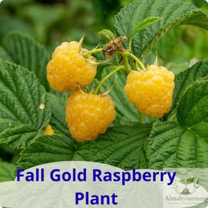 May include: Three ripe golden-yellow raspberries hang from a green stem surrounded by textured, serrated green leaves. The text Fall Gold Raspberry Plant is printed in blue at the bottom, with the logo Almahyramisray Seeds & Starter Plants.