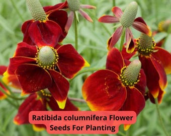 Mexican Hat Flower Seeds | Ratibida Columnifera, Pollinator Friendly 250 seeds