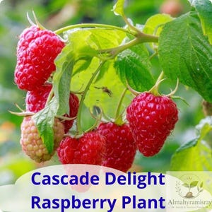 May include: A cluster of bright red raspberries hanging from a green stem with serrated leaves. The text Cascade Delight Raspberry Plant is printed in blue at the bottom, alongside a small circular logo for Almahyramisray Seeds & Starter Plants.