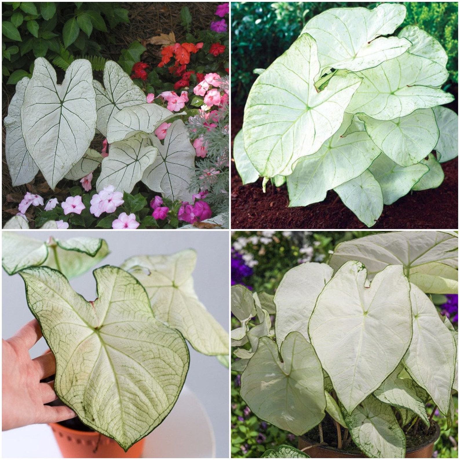 2 Bulbs Caladium Florida Moonlight Sz 2 Bulb Shining White Etsy