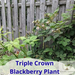 May include: A Triple Crown blackberry plant with green leaves and small white flowers. The plant features clusters of developing berries and is positioned in front of a vertical wooden fence. The text Triple Crown Blackberry Plant is visible.