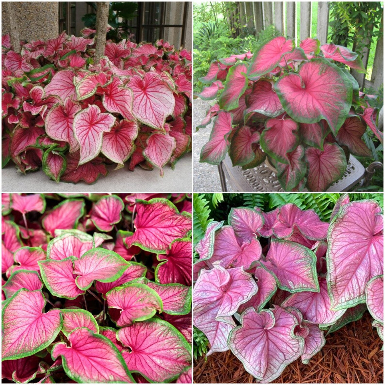 2 Bulbs Caladium Florida Sweetheart Sz 2 Bulb Vibrant Pink Etsy