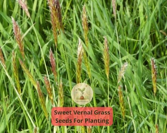 Sweet Vernal Grass Seeds - Fragrant Lawn & Pasture (300 Seeds)