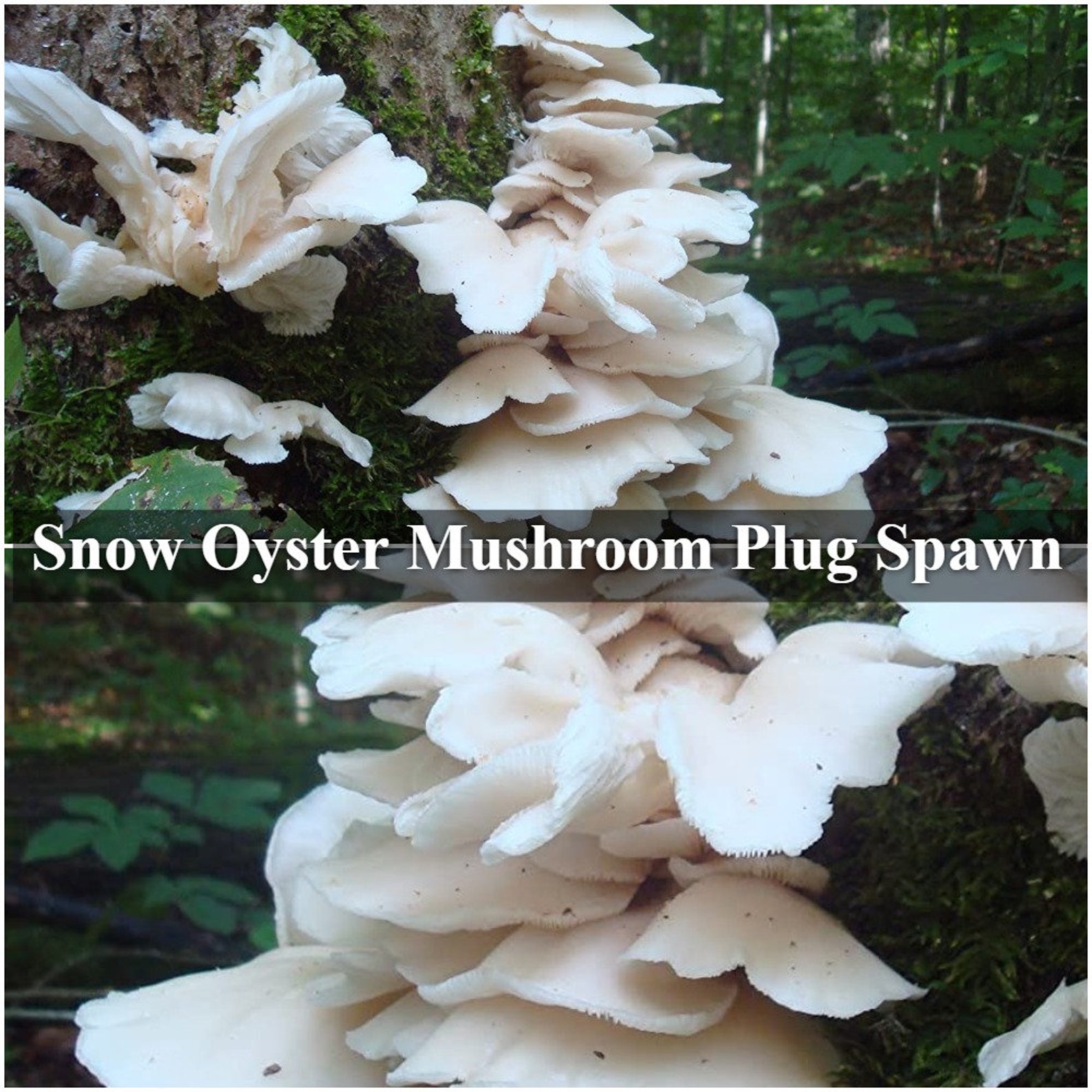 Snow Oyster Mushroom Plug Spawn Pleurotus Pulmonarius The Etsy