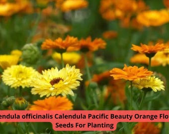 100 seeds Calendula officinalis Seeds | Pacific Beauty Orange | Bright Annual Blooms | Heirloom Marigold | Flower Seeds