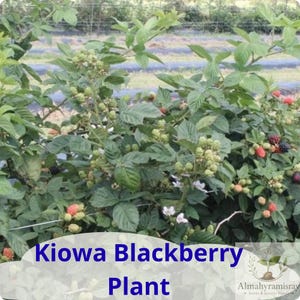 May include: A Kiowa blackberry plant featuring green leaves, white flowers, and clusters of blackberries in various stages of ripening from green to dark purple. The text Kiowa Blackberry Plant is visible at the bottom of the image.