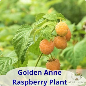 May include: A cluster of golden yellow raspberries hanging from a green stem with serrated leaves. The text Golden Anne Raspberry Plant is printed in blue, and a small logo with the text Almahyramisray Seeds & Starter Plants is visible.