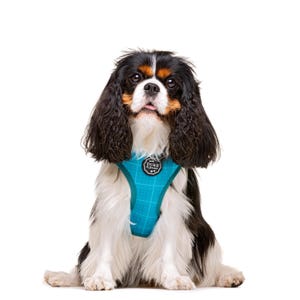 Luxe Paw Hunde Verstellbares Geschirr