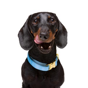 Luxe Paw Dog Collar- Baby Blue