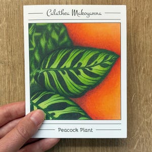 Carte de correspondance botanique Calathea