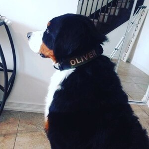 May include: A Bernese Mountain Dog with a black, white, and brown coat, wearing a green collar. The collar has the name "OLIVER" printed on it in capital letters. The dog is looking to the left.