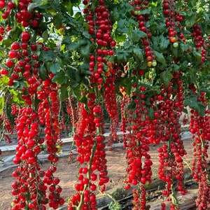 Organic Waterfall Tomato , live plant, seedlings, tomatoe, Rare Tomatoes, Vegetable Seedling, Easy to Grow, plant plugs, rooted, heirloom