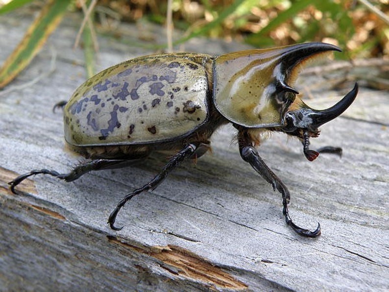 Eastern Hercules Beetle Larvae Healthy L1L3 Etsy