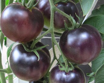 Organic Black Cherry Tomato, chocolate, live plant, seedlings, tomatoe, Rare Tomatoes, Vegetable Seedling, Easy to Grow, plant plugs, rooted