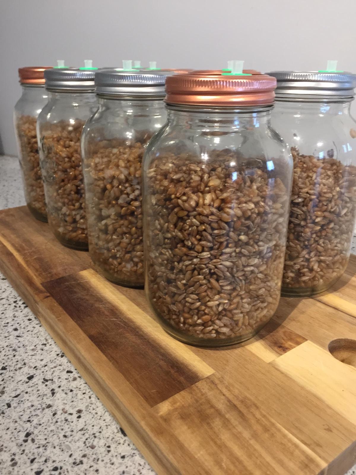 Sterilised Spawn Grain Jars ready for inoculation Etsy