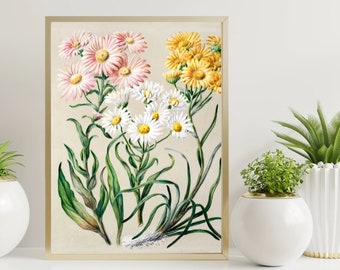 Antique plant New Zealand snow groundsels drawn by Sarah Featon (1848–1927), flowers wall art , floral art, instant Digital print download