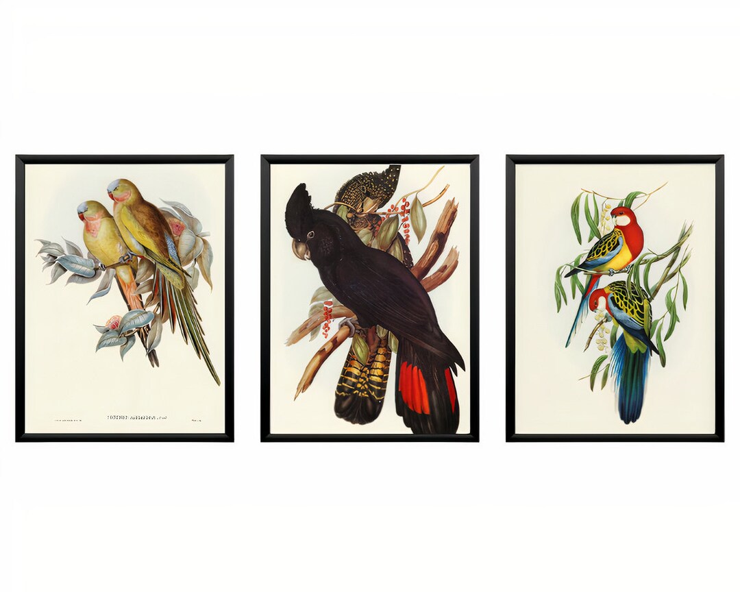 Parrot Print Set of 3 Tropical Birds Prints SET Bird Wall Etsy