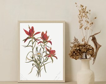 Indian Paintbrush (Castilleja rhexifolia) (1883) by Mary Vaux Walcott. Botanical Wall Art, Floral Drawing Posters, instant download