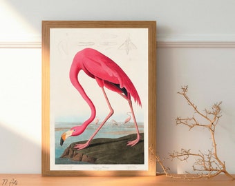 Audubon birds print, Vintage Bird Print, Pink Flamingo print, Natural History Art, bird Illustration, digital bird prints,