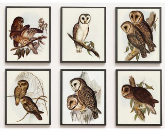 Vintage Owl Print Set of 6 , Owl Wall Art, Rustic Owl Decor, Vintage Bird Print, Farmhouse Decor, Natural History Art, Bird Illustration