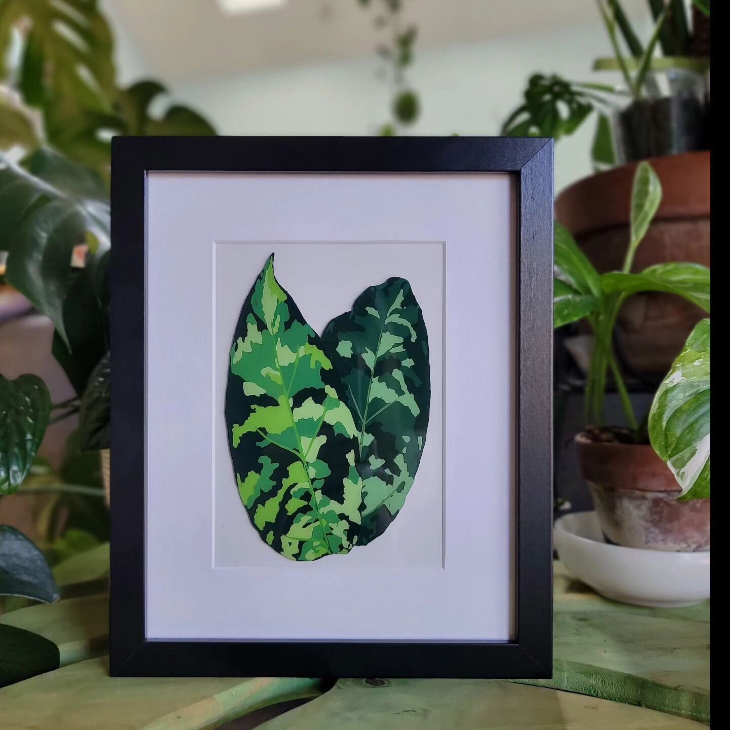 Aglaonema Pictum Tricolor - Etsy