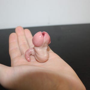 May include: A small, pink, anatomical model of a penis, held in an open hand. The model is detailed, showing the glans, shaft, and a small portion of the scrotum. The background is a plain white wall and a dark surface.