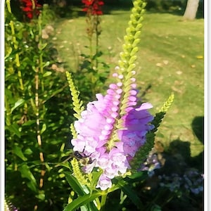 Obedient Plant Seeds