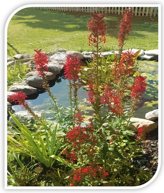 Cardinal Flower Seeds Etsy