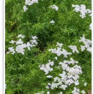 Slender Mountain Mint Seeds