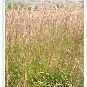 Big Bluestem Seeds