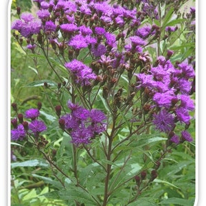 Ironweed Seeds