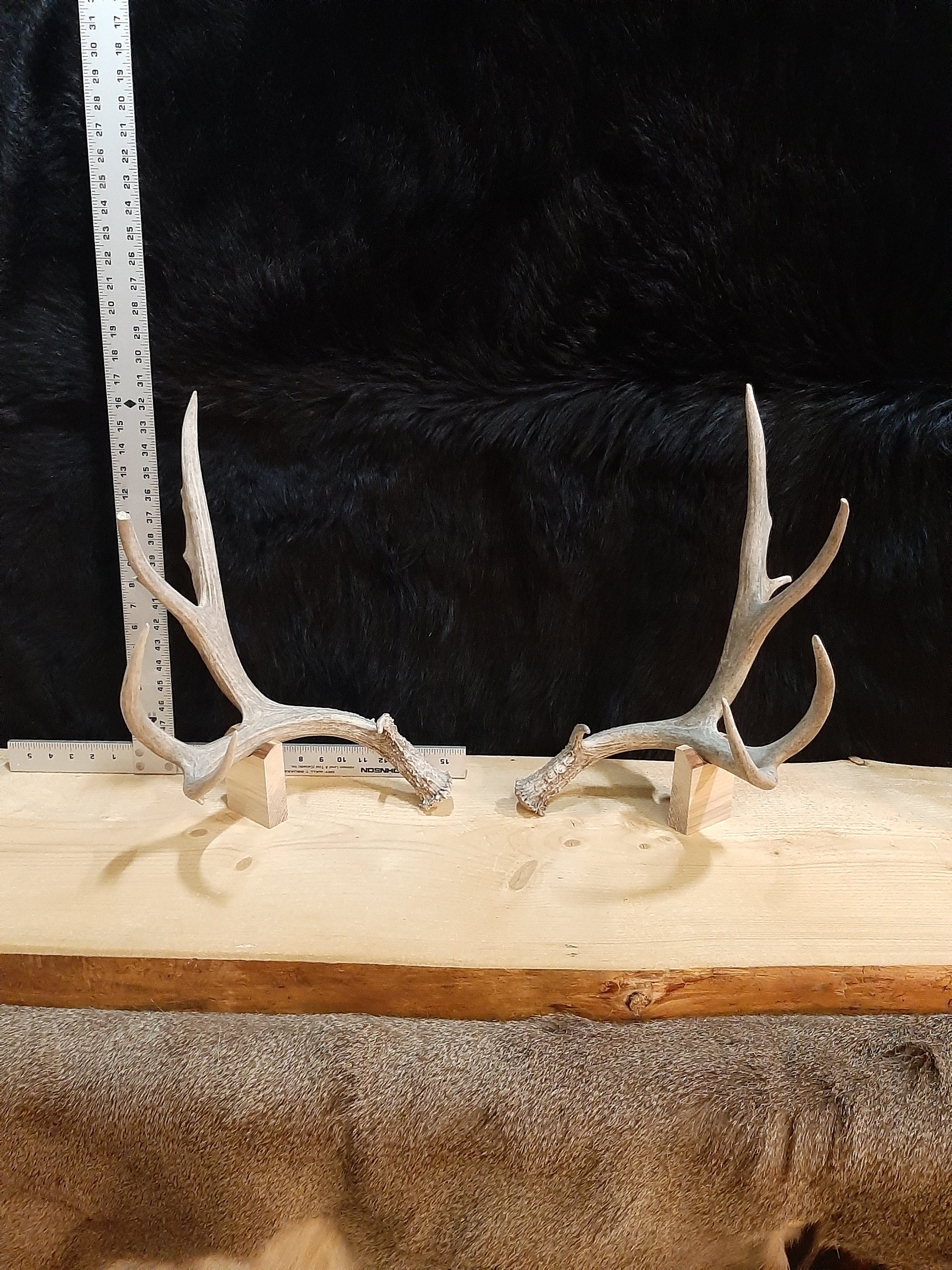 Mule Deer Shed AntlersHuge Matched Set Etsy