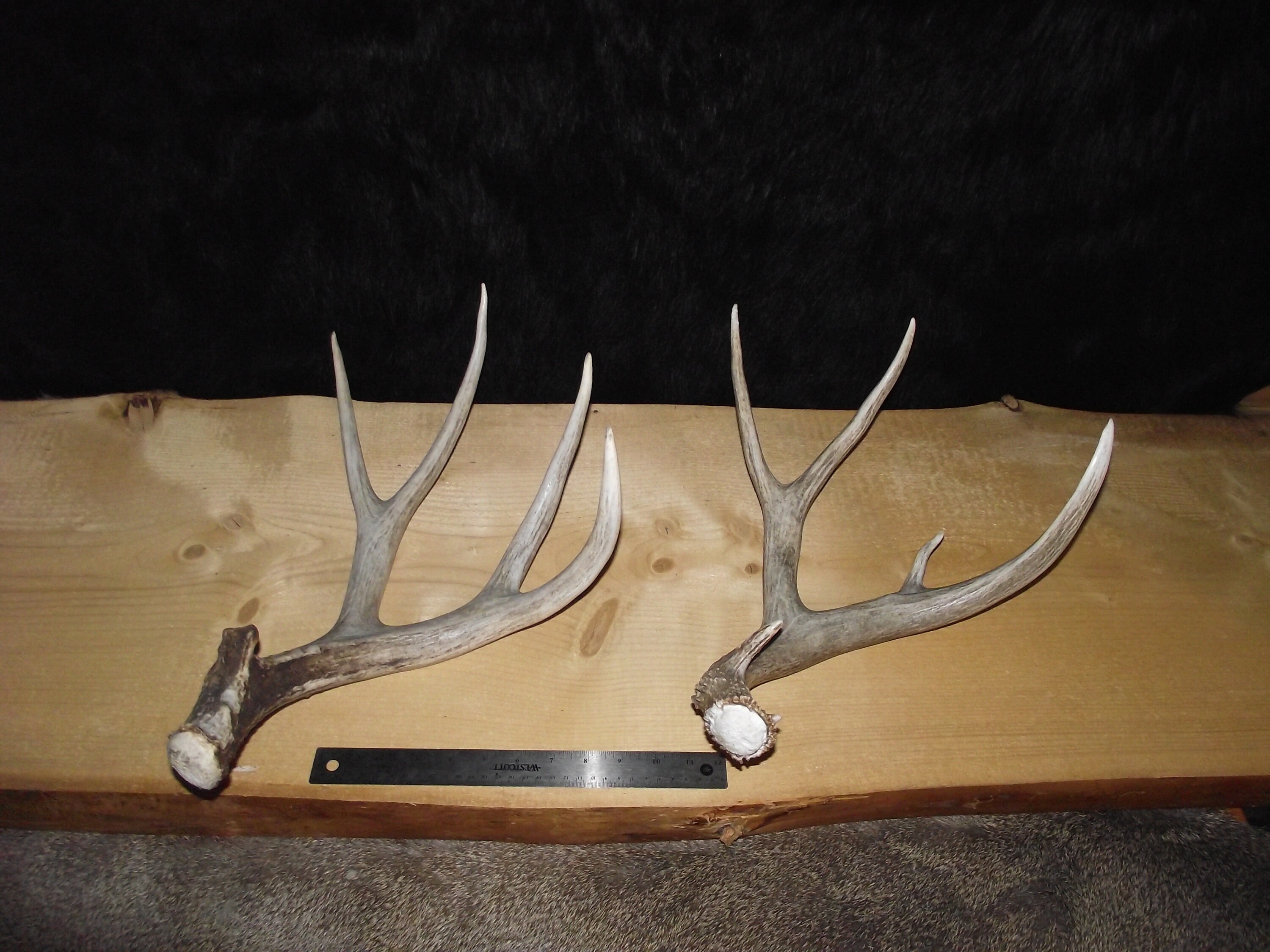 2 Mule Deer Shed Antlers Etsy