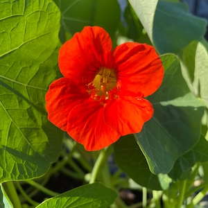 Nasturtium Plant Flower Seeds - 20