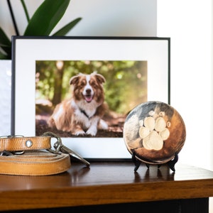 May include: A framed photograph of a dog with a paw print memorial on a wooden stand. The dog is a brown and white Australian Shepherd with a black collar. The paw print is on a round wooden plaque with a black and brown wood grain pattern.
