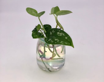 Satin Pothos Cuttings