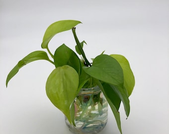 Neon Pothos Cuttings