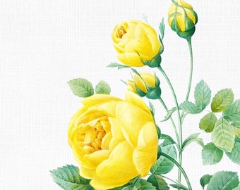 Free Free Yellow Rose Texas Svg