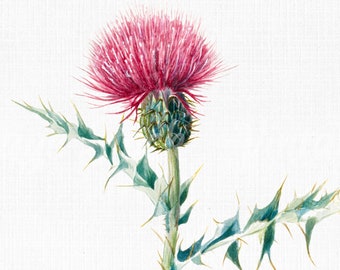 Flower Clipart "Pink Thistle"  Digital Download, SVG Files for Cricut, Botanical Print, Scrapbook Art Prints, Vector PNG JPG Collage Craft