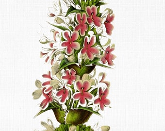 Flower Clipart "Tiger Orchid"  Digital Download, SVG Files for Cricut, Botanical Print, Scrapbook Art Prints, Vector PNG JPG Collage