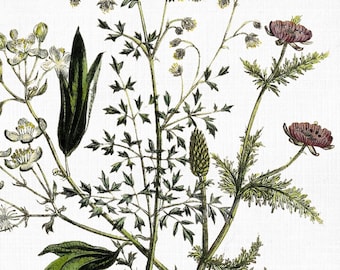 Old man/'s Beard Pasque Flower Greater Meadow-rue 110 years old fine print Summer Pheasant/'s-eye 1911 BUTTERCUPS Antique Lithograph