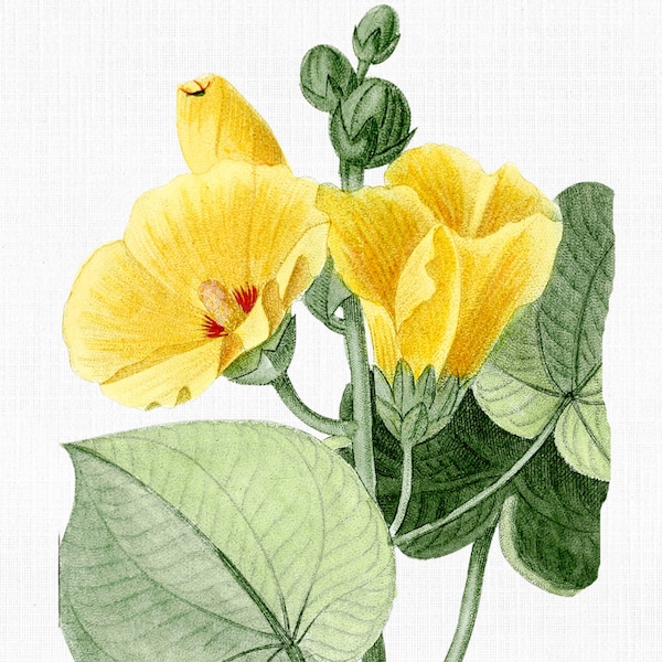 Hibiscus Flower Clipart "Yellow Hibiscus" Old Botanical Illustration for Prints, Decoupage, Collages, Invitations, Cards, SVG, PNG, JPG