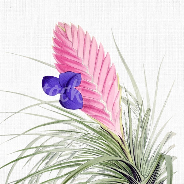 Flower Clipart "Pink Quill" SVG Files for Cricut, Digital Download,  Botanical Print, Scrapbook Floral Art Prints, Vector PNG JPG