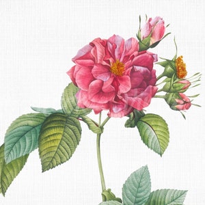 Flower Clipart rose Turbinata Digital Download - Etsy Canada