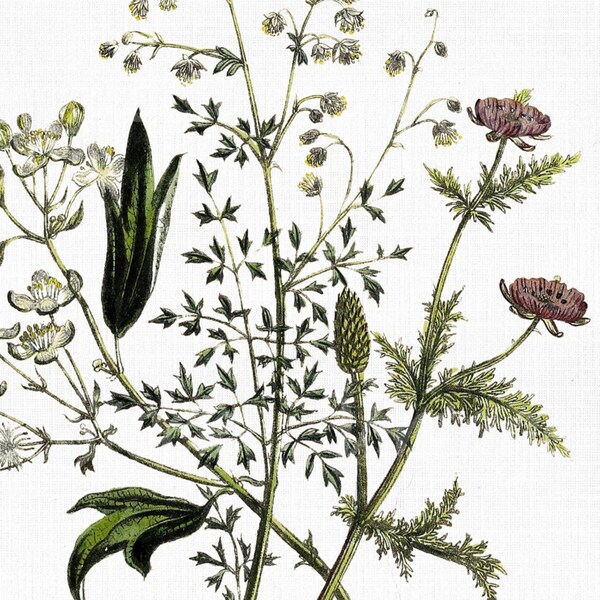 Flower Clipart "Meadow Rue"  Digital Download, SVG Files for Cricut, Botanical Print, Scrapbook Art Prints, Vector PNG JPG Collage Craft