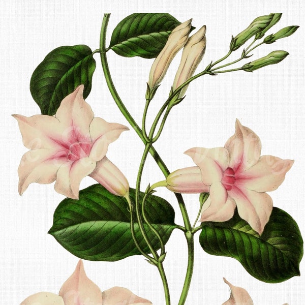 Flower Clipart "Correa Pulchella"  Digital Download, SVG Files for Cricut, Botanical Print, Scrapbook Art Prints, Vector PNG JPG Collage