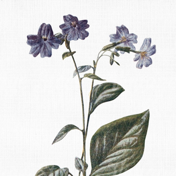 Flower Clipart "Browallia"  Digital Download, SVG Files for Cricut, Botanical Print, Scrapbook Art Prints, Vector PNG JPG Collage Craft