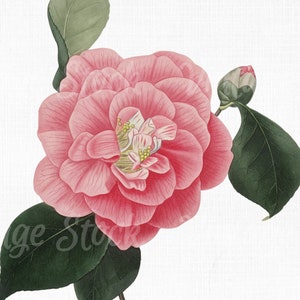 Vector PNG JPG Collage Craft Scrapbook Art Prints Botanical Print SVG Files for Cricut Flower Clipart Camellia Digital Download