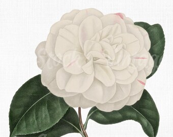 Vector PNG JPG Collage Craft Scrapbook Art Prints Botanical Print SVG Files for Cricut Flower Clipart Camellia Digital Download