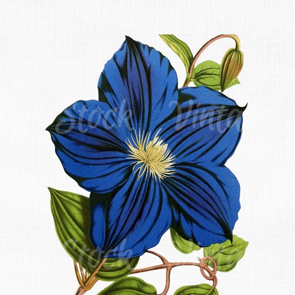 Flowers Clip Art "Blue Clematis" Digital Download Botanical Illustration Image for Invitations, Design, Wall Art Prints, PNG, JPG, SVG